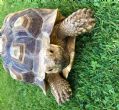 Sulcata : Male approx 9 years old (Petrie)